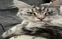 Maine Coon cats for sale: Majestic Purebred Maine Coon Kittens - TICA 🐾 - Advert 6