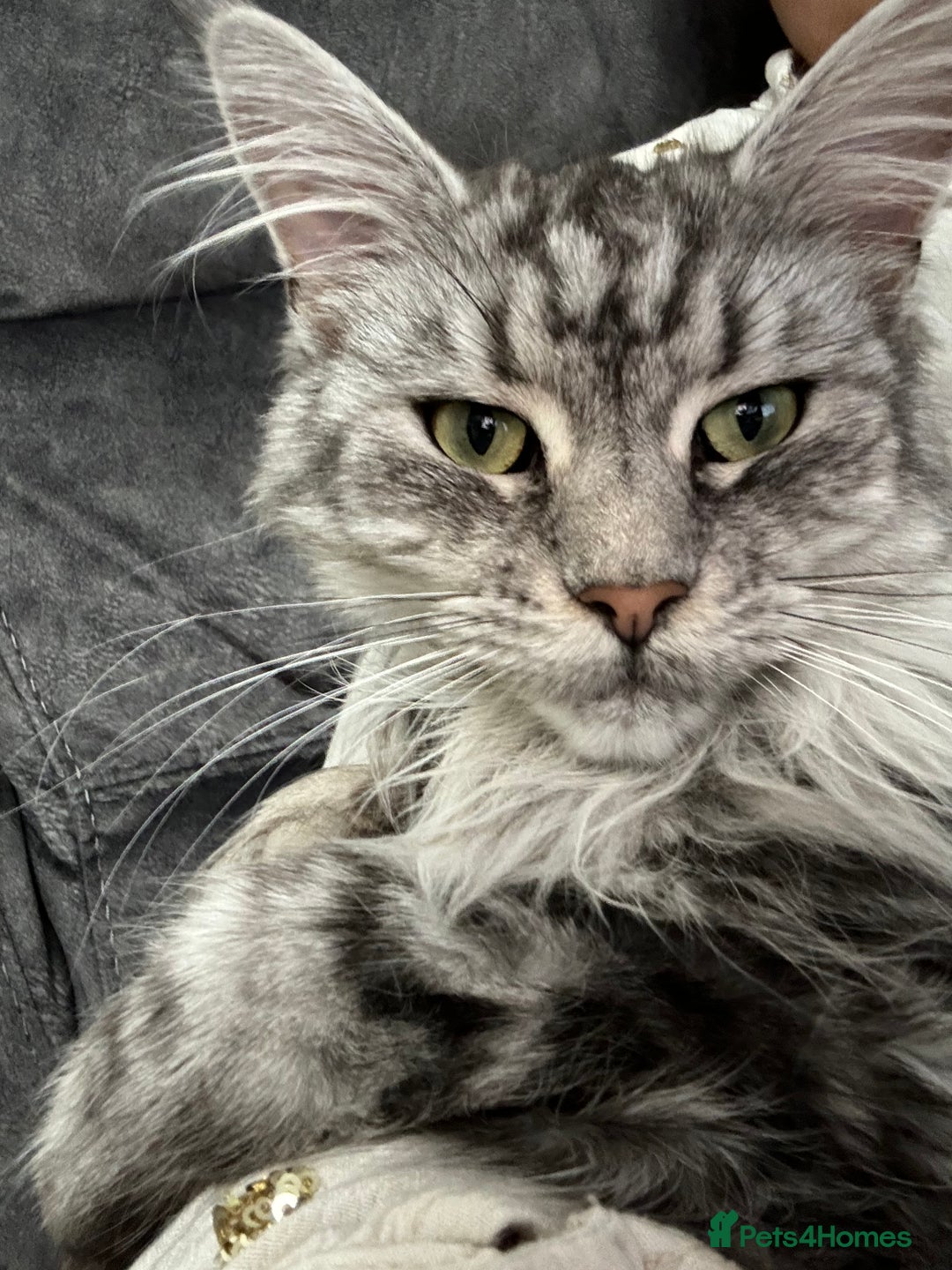 Maine Coon cats for sale: Majestic Purebred Maine Coon Kittens - TICA 🐾 - Advert 6