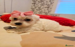 Maltese dogs for sale: 💫Tiny Maltese! 1 boy and 1 girl left! 💫 - Image 4