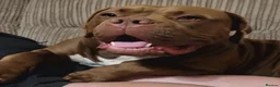 Dogue De Bordeaux dogs for sale: Dogue De Bordeaux looking for a new loving home  - Advert 6