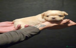 French Bulldog dogs for sale: Fluffy french bulldogs  - Advert 4