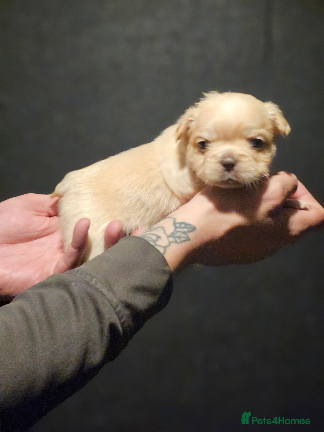 French Bulldog dogs for sale: Fluffy french bulldogs  - Advert 4