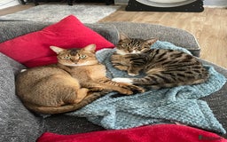 Munchkin cats for sale: Munchkin kittens for sale - Image 29