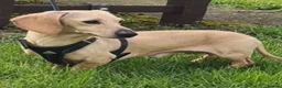 Miniature Dachshund dogs for stud: Cream dachshund stud carrys long - Advert 4