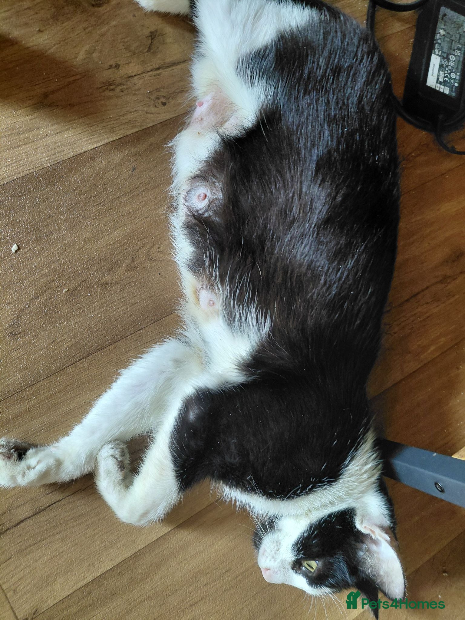 British Shorthair cats Black white/sliver with tabby markings kittens  - Advert 1