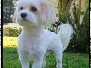 Maltipoo dogs Gorgeous apricot female maltipoo in Exmouth - Advert 1