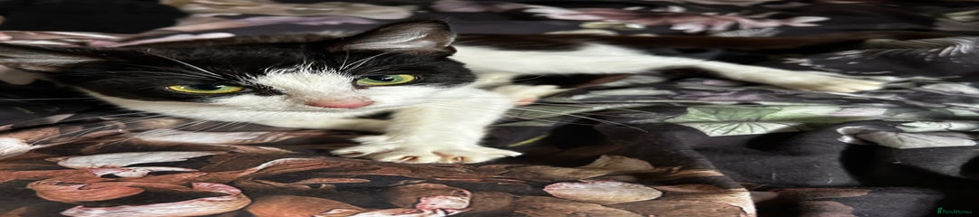 Domestic Shorthair Kitten 1