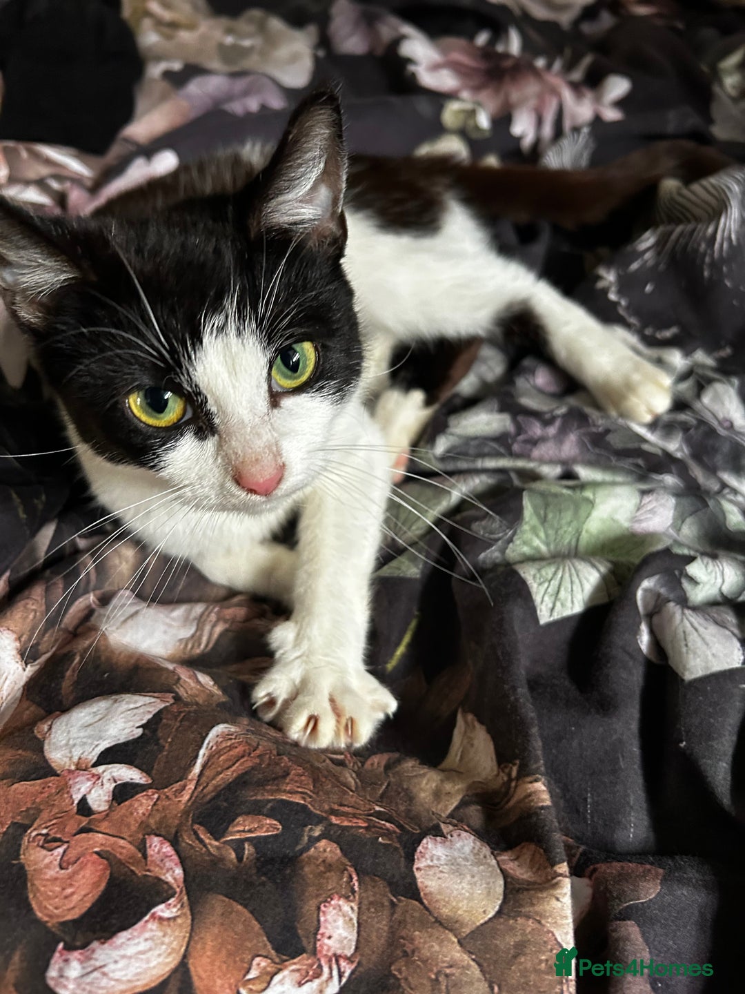 Domestic Shorthair cats for sale: Tuxedo female cat - Image 1