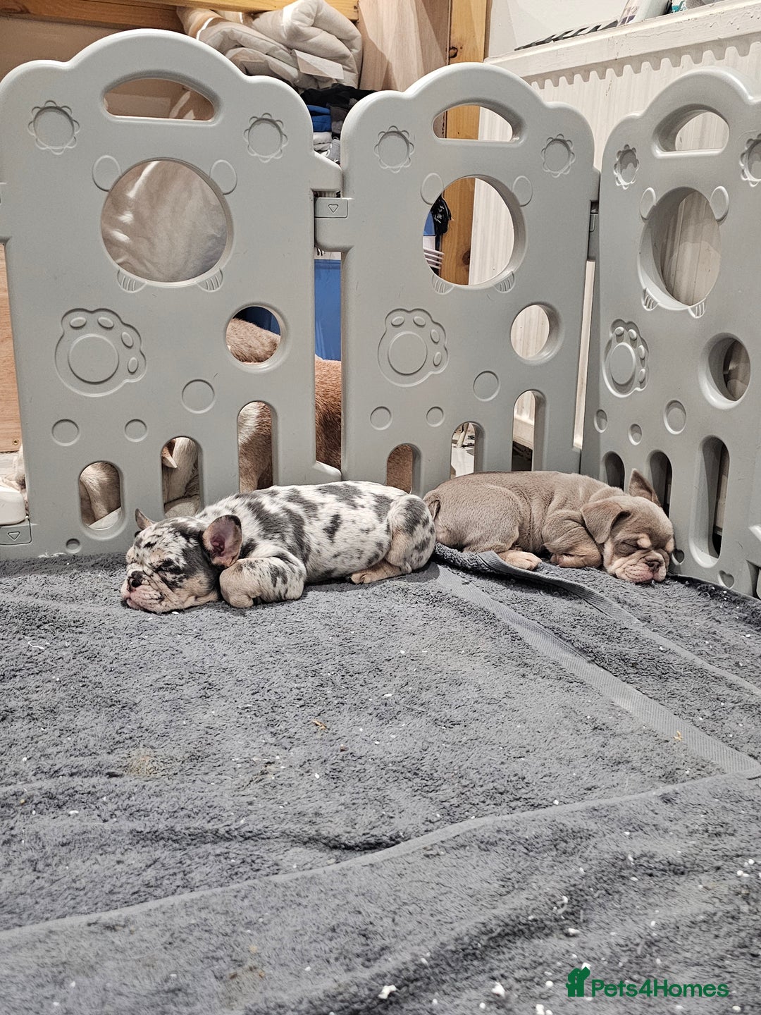 Mixed Breed dogs for sale: Micro exotic,s. - Advert 29