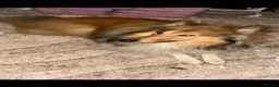 Rough Collie dogs for sale: Two beautiful rough collie pups  - Advert 3