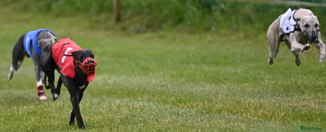 Whippet dogs for stud: Eidynrock Sangoma with Silkspun ,Sportingbred.X in Glasgow - Advert 36