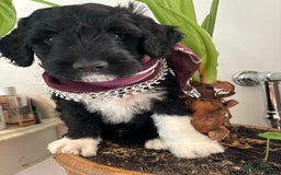 Portuguese Water Dog dogs for sale: Art Nouveau - Image 12