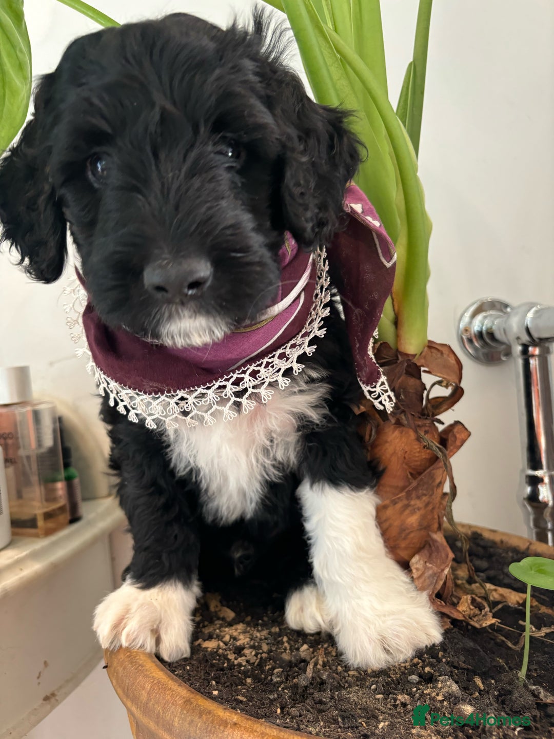Portuguese Water Dog dogs for sale: Art Nouveau - Image 12