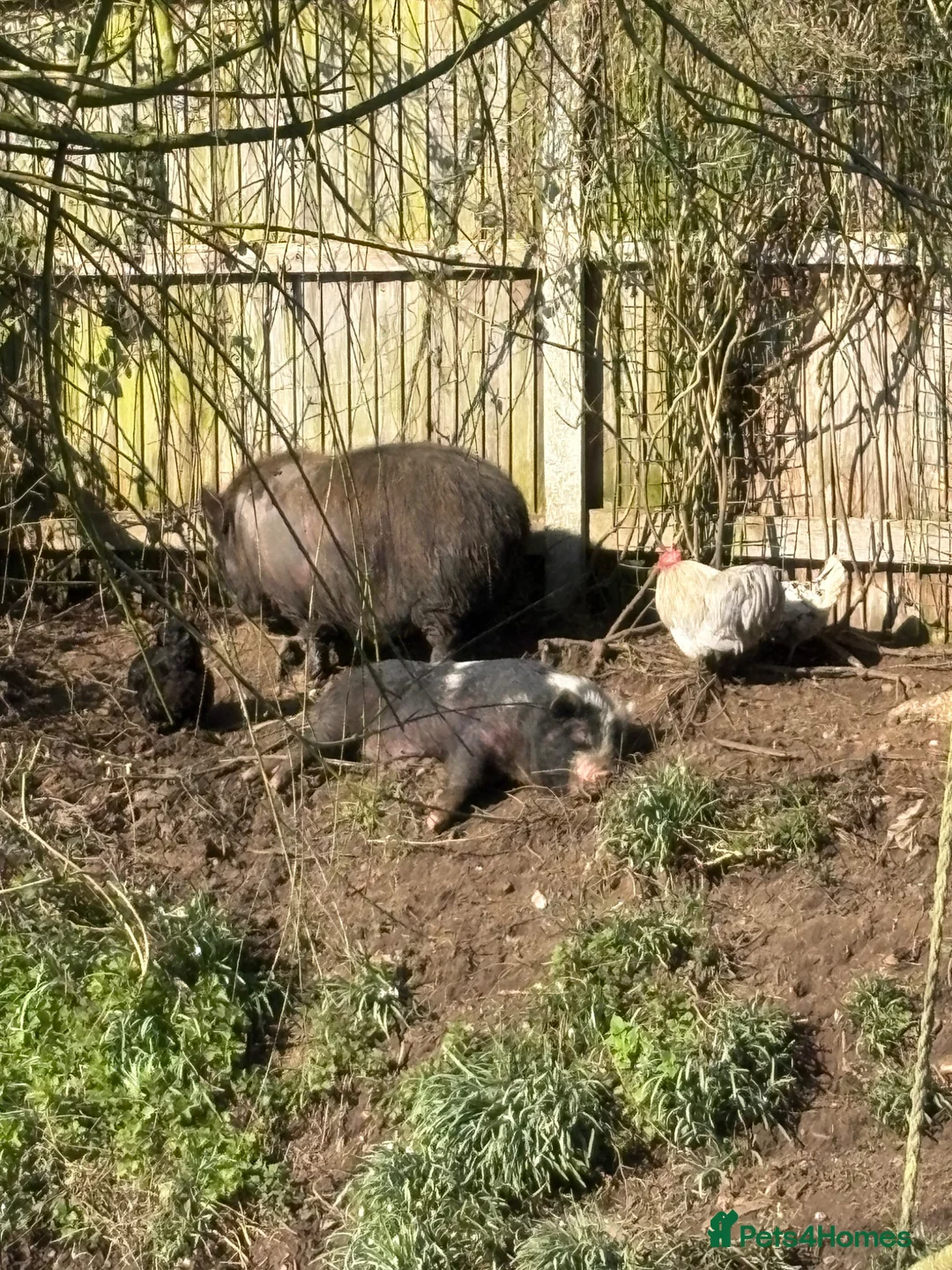 Pig livestock for sale: FREE to good home - Advert 4
