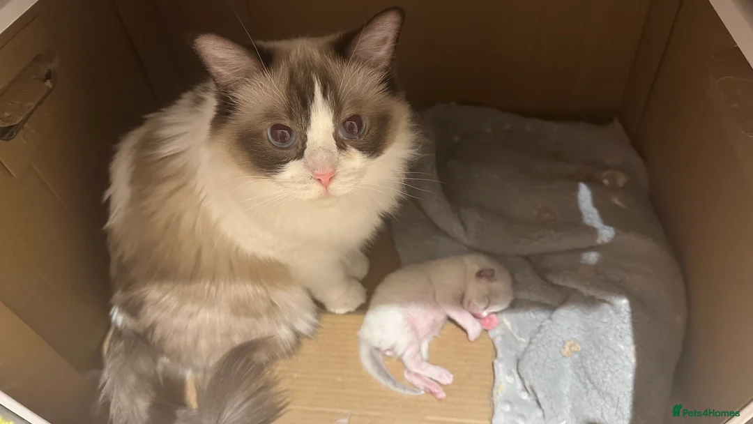 Ragdoll cats for sale: Ragdoll cats&kitten for sell  - Advert 11