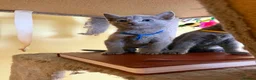 Russian Blue cats for sale: TICA REGISTERED Pure Breed Russian Blue Kittens - Advert 6