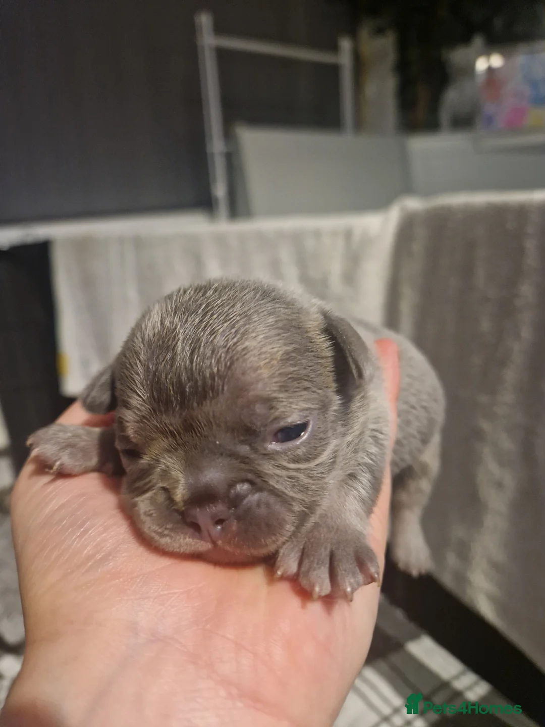 French Bulldog dogs for sale: Lilac blue and merle frenchies  - Advert 15