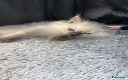 Ragdoll cats for sale: Cute Ragdoll kitten for sale ready for rehoming  - Advert 4