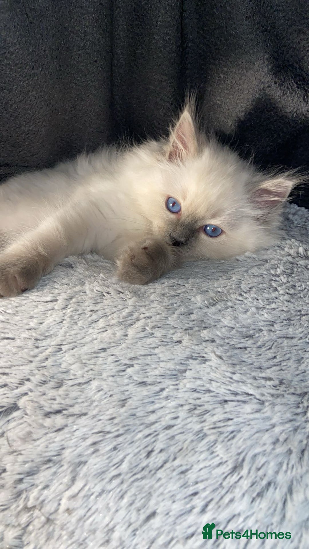 Ragdoll cats for sale: Cute Ragdoll kitten for sale ready for rehoming  - Advert 4