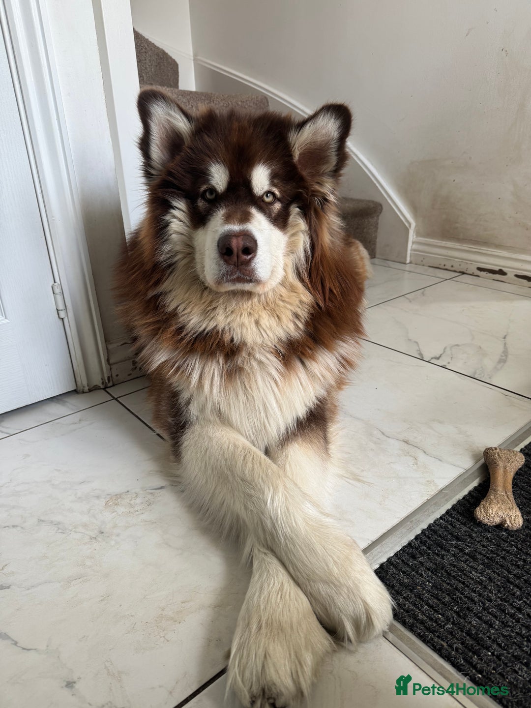 Alaskan Malamute dogs for stud: Handsome boy for stud - Advert 5