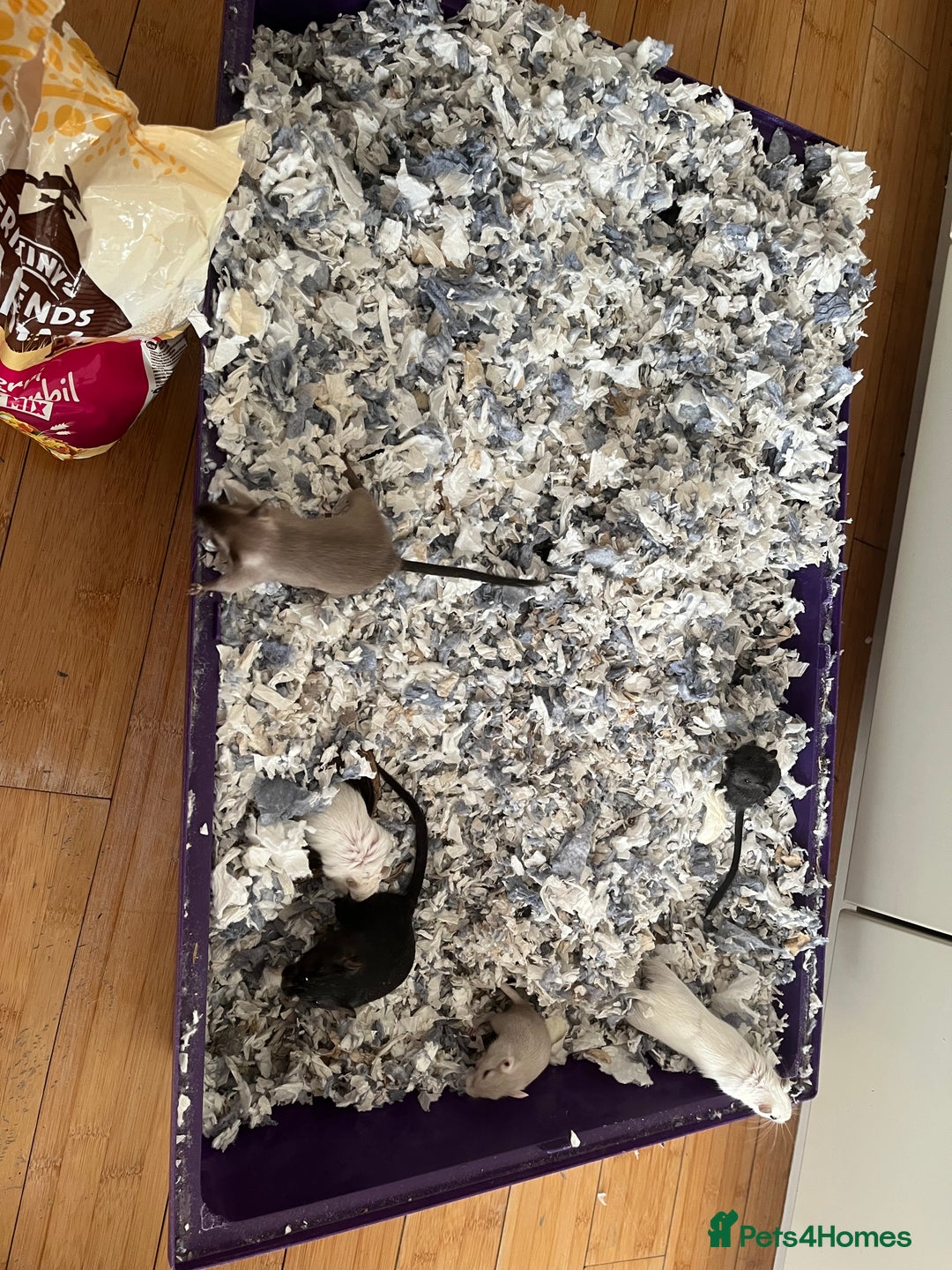 Gerbil rodents for sale: 10 gerbils for sale, in LONDON - Image 2