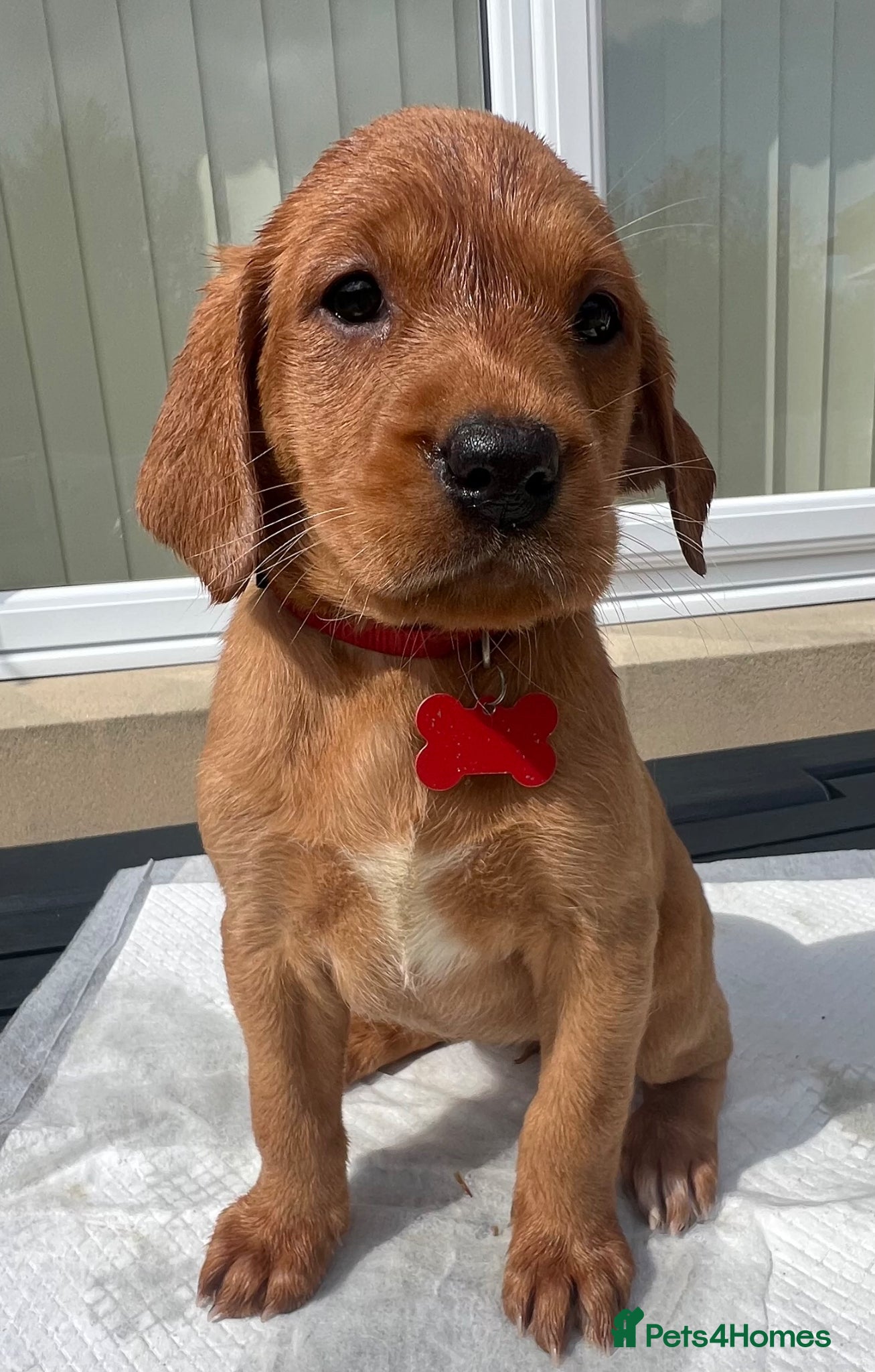 Labrador Retriever dogs KC FOX RED LABRADOR PUPS READY NEXT WEEK  - Advert 3