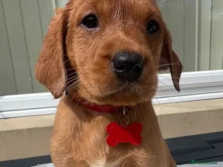 Labrador Retriever dogs KC FOX RED LABRADOR PUPS READY NEXT WEEK - Advert 3