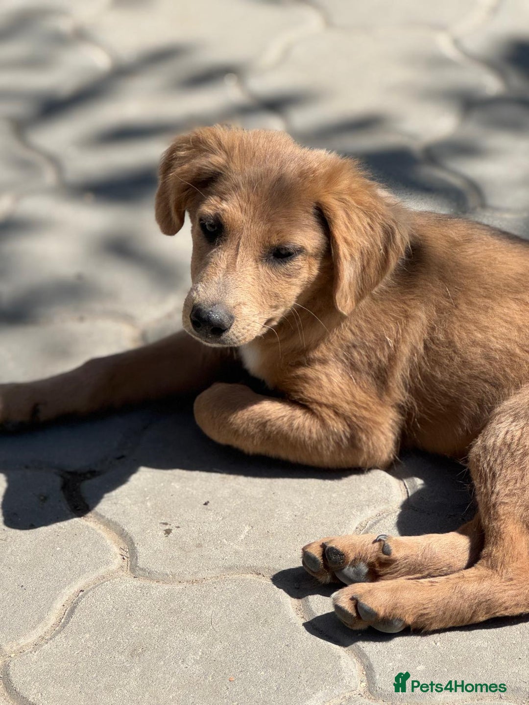 Mixed Breed dogs for adoption: THEO - a Superb Puppy Boy, for a Loving Home - Image 12