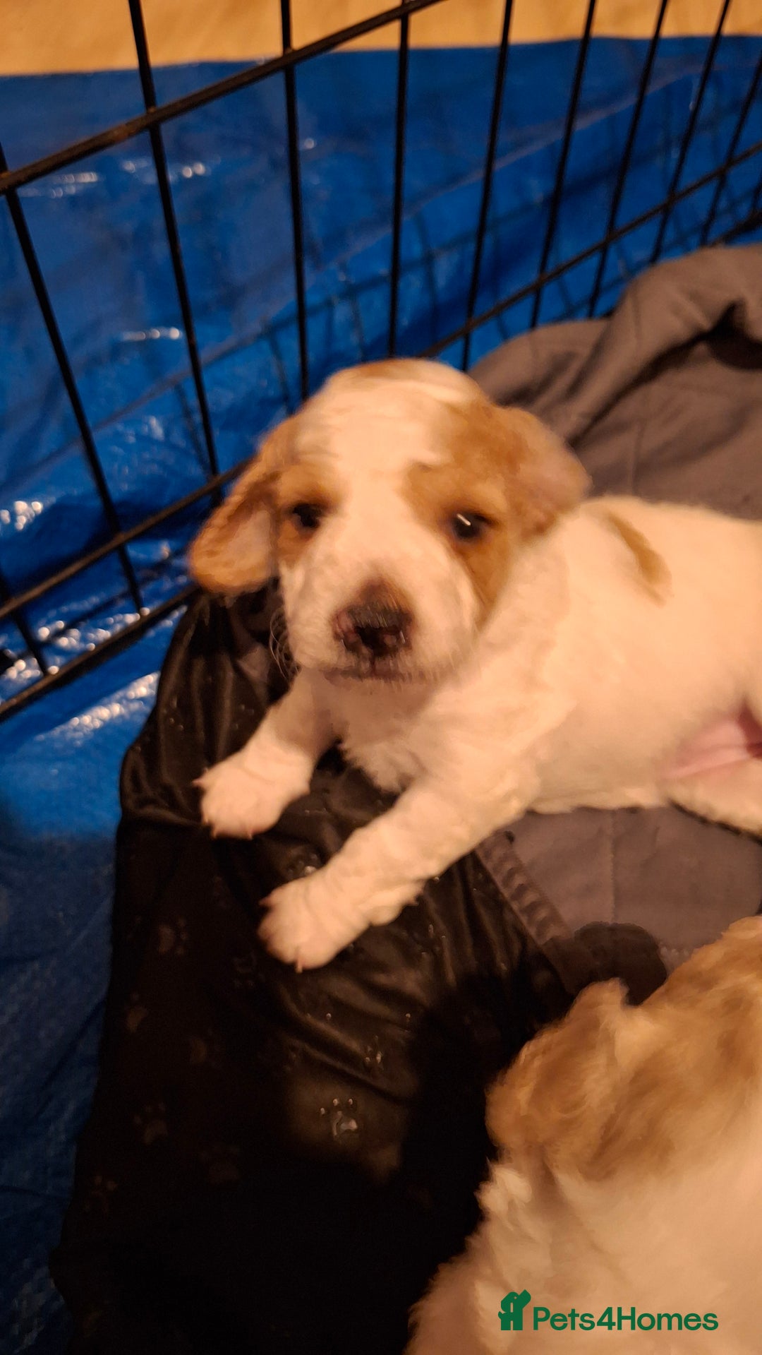 Cockapoo dogs for sale: Mr cassidy - Image 17
