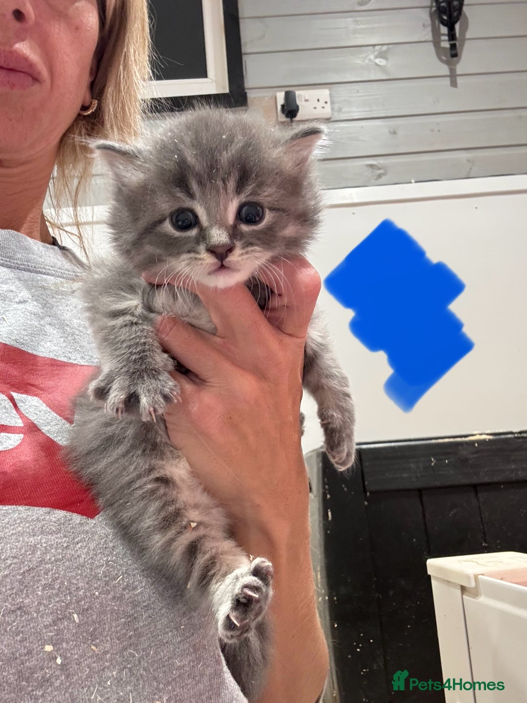 Mixed Breed cats for sale: 5 lovely kittens for sale  - Image 19