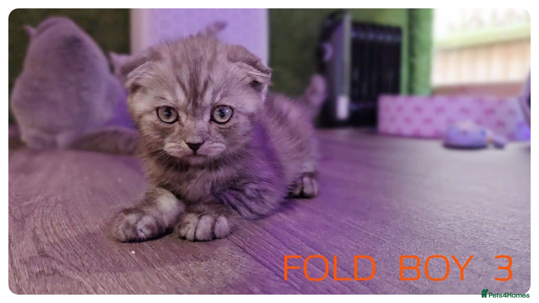 Scottish Fold cats for sale: SCOTTISH FOLD KITTENS ( DELIVERY  AVAILABLE) - Image 8