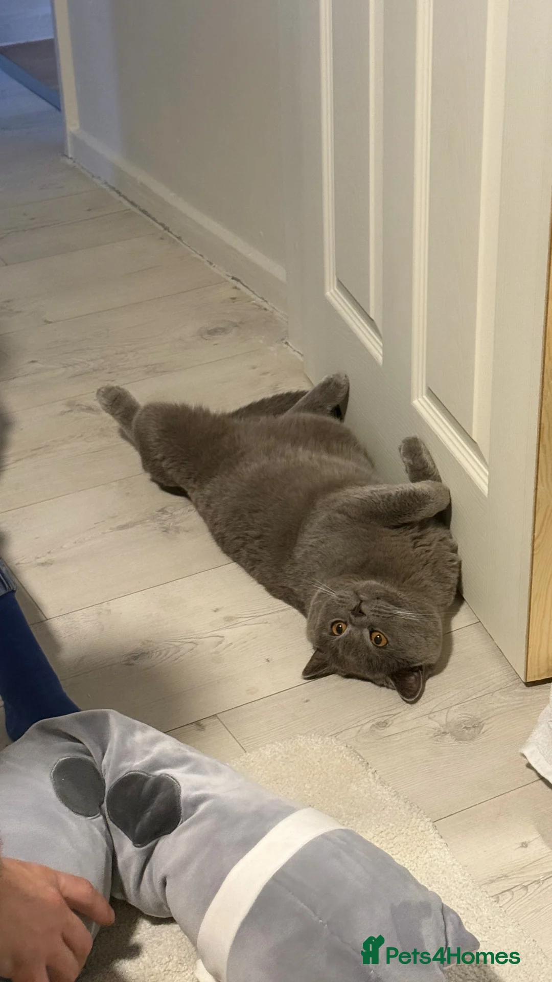 British Shorthair cats for sale: Gorgeous British Shorhair kittens 🐾 - Advert 2