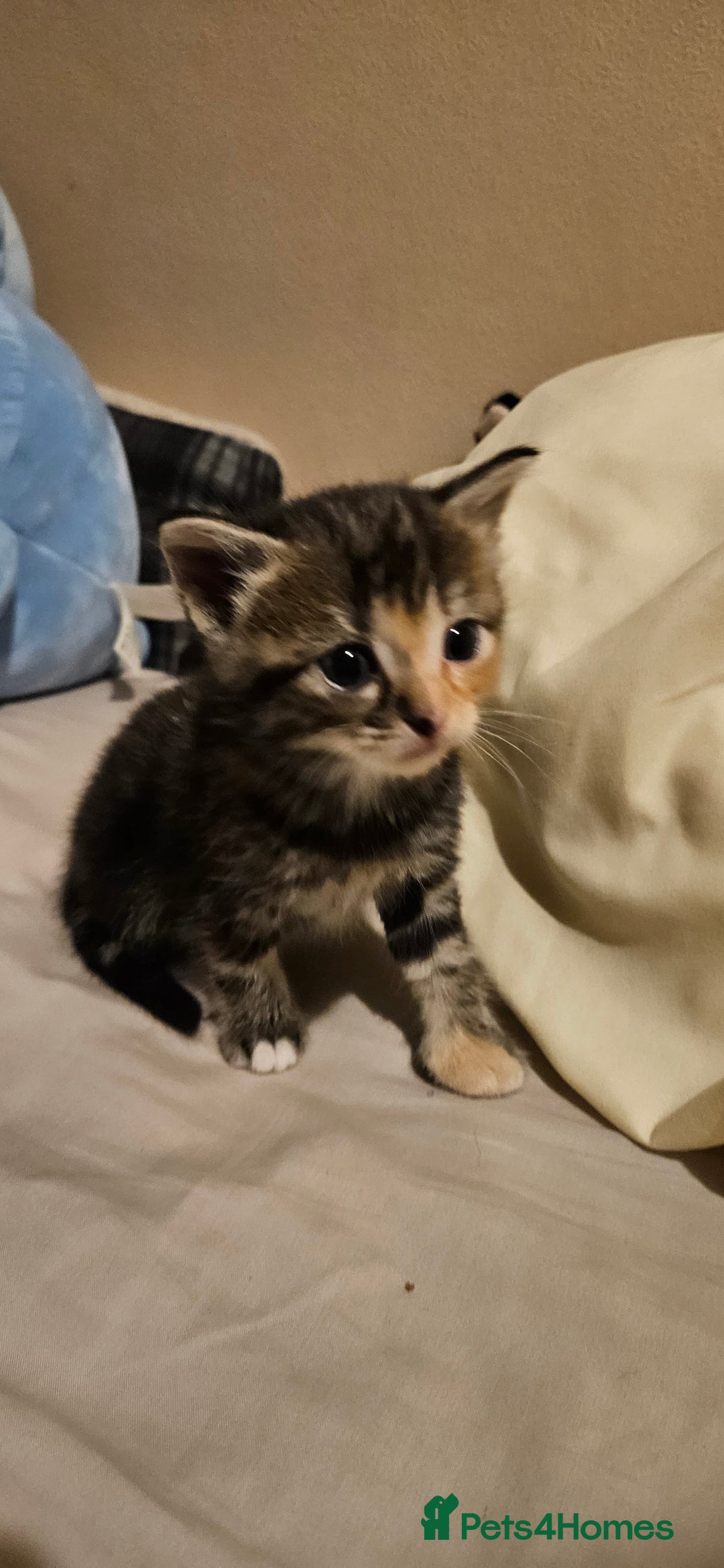 Mixed Breed cats for sale: Mixed breed kittens - Image 1