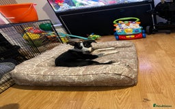Border Collie dogs for sale: 15 Weeks Old Border Collie Female - Image 4