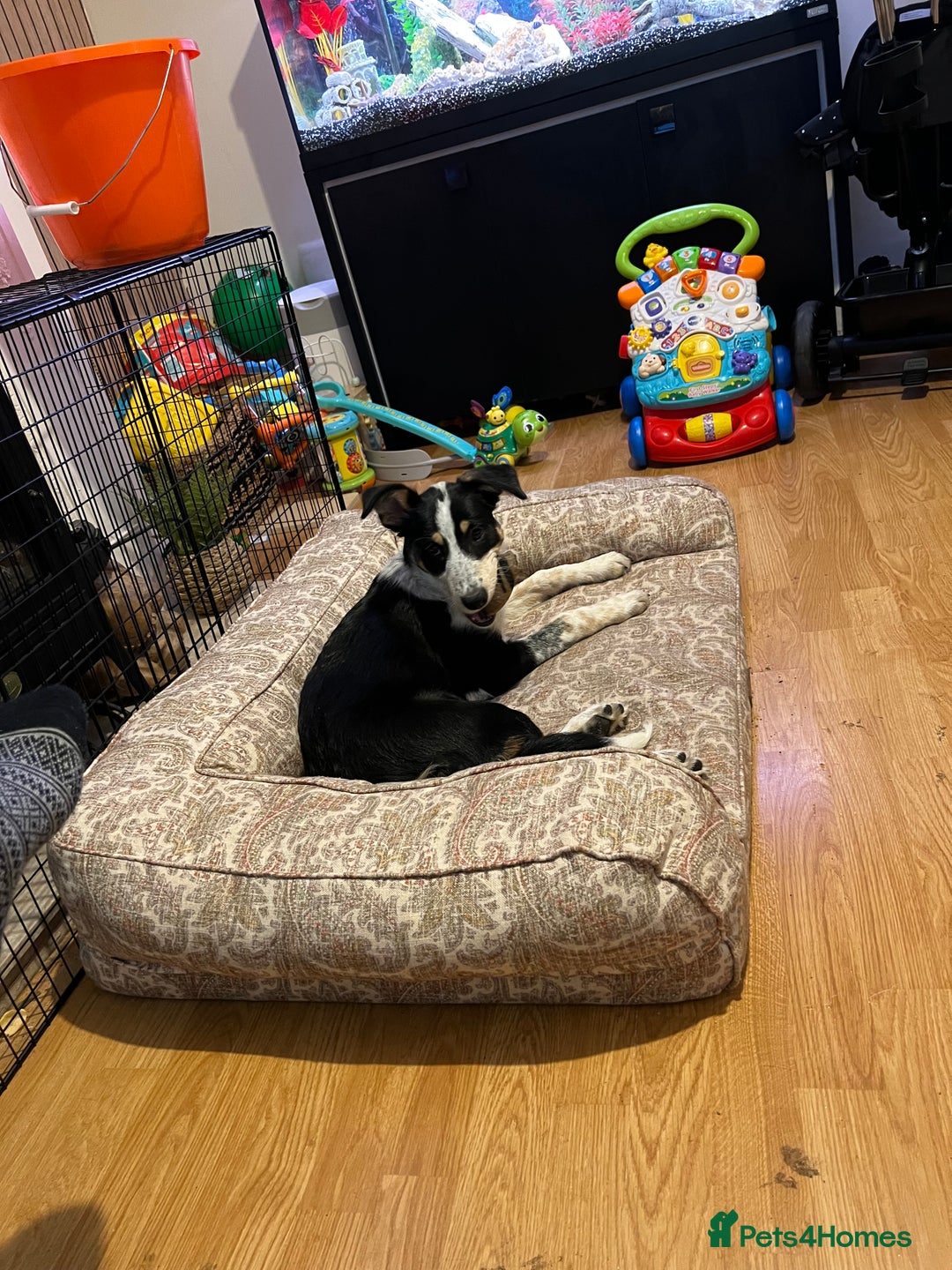 Border Collie dogs for sale: 15 Weeks Old Border Collie Female - Image 4
