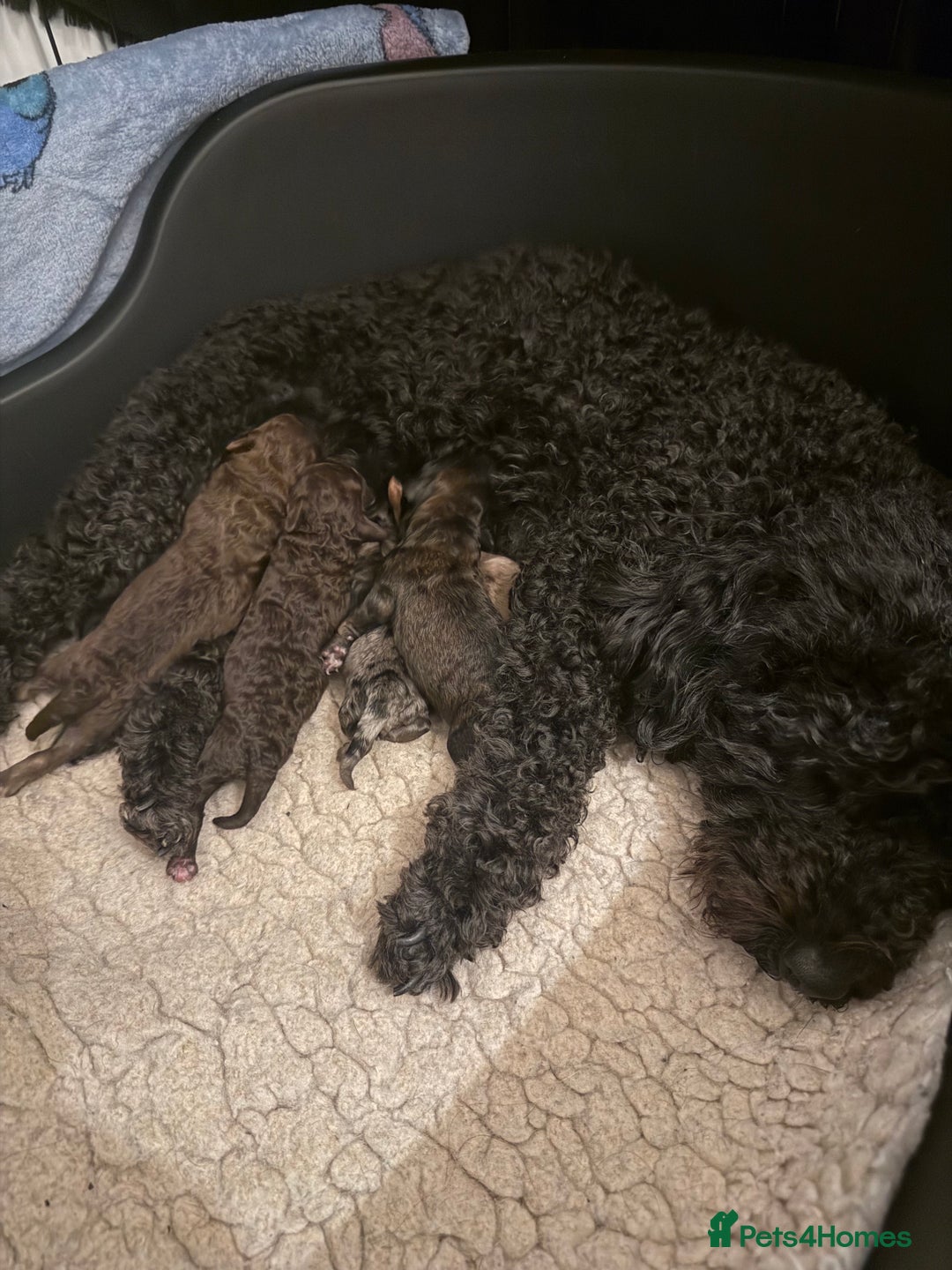 Poochon dogs for sale: 5 stunning poochon puppies with rare colourings  - Advert 17