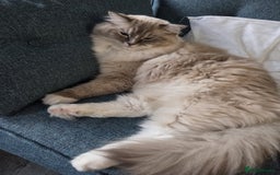 Ragdoll cats for sale: Pedigree ragdoll cats - Image 7
