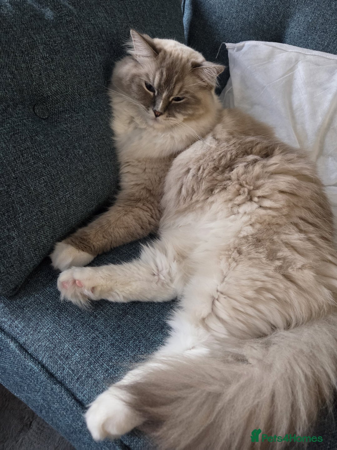 Ragdoll cats for sale: Pedigree ragdoll cats - Image 7