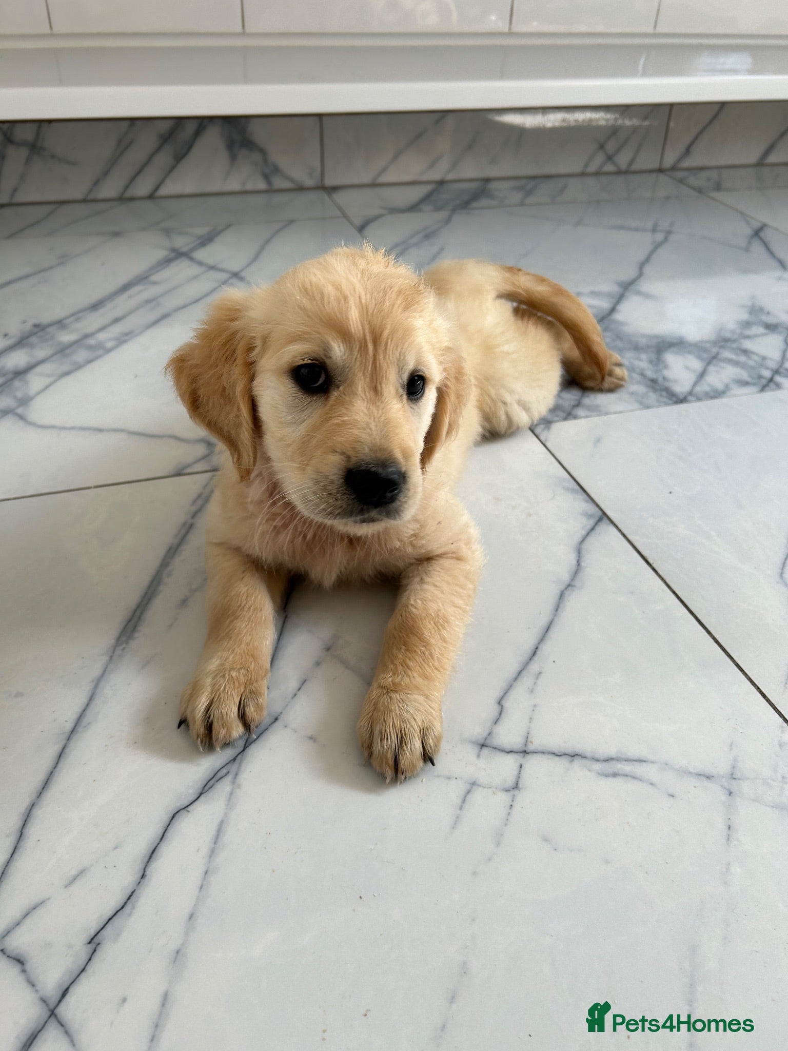 Golden Retriever dogs KC registered golden retriever puppies ready now. - Advert 1