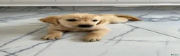 Golden Retriever dogs for sale: KC registered golden retriever puppies ready now. - Advert 8