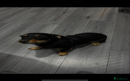Mixed Breed dogs for sale: Beautiful girl  - Image 4