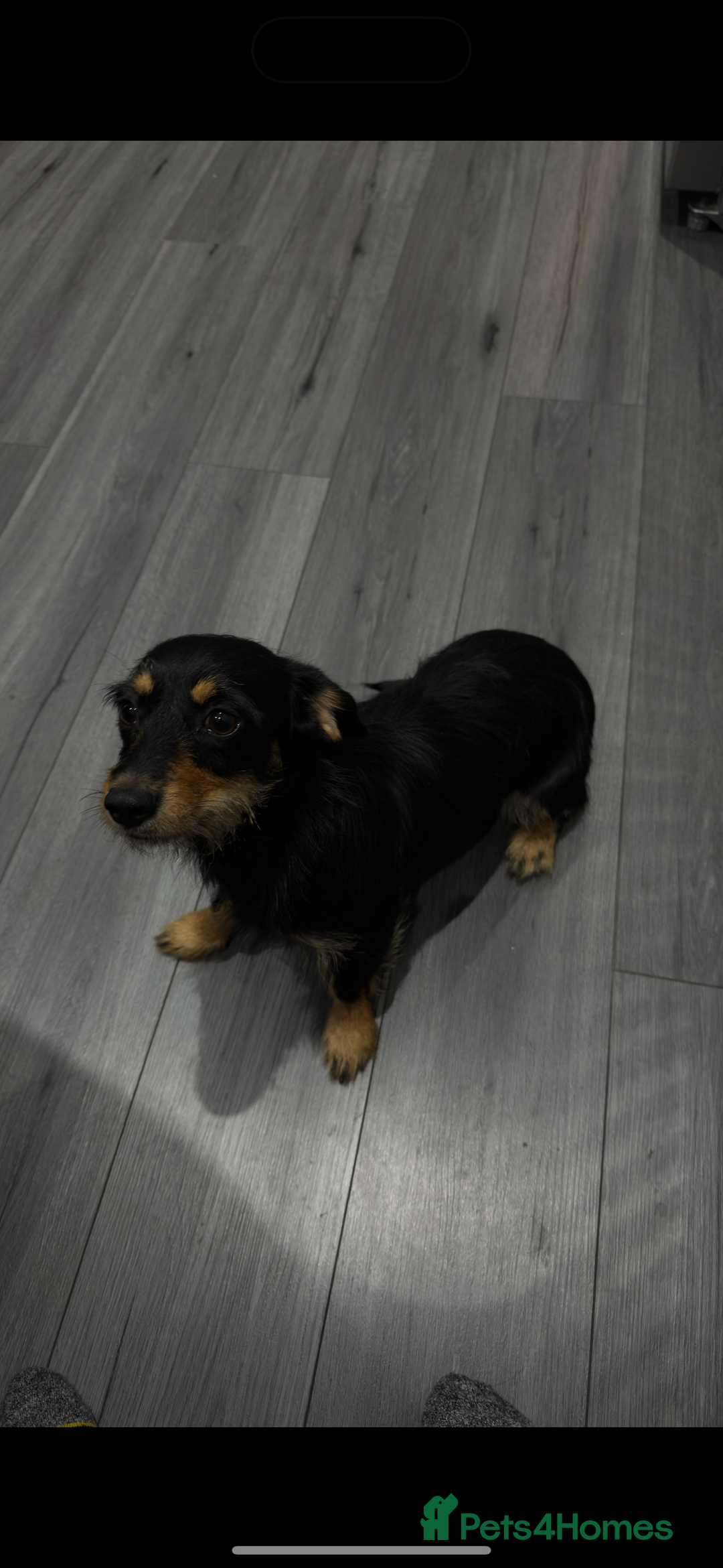 Mixed Breed dogs for sale: Beautiful girl  - Image 4