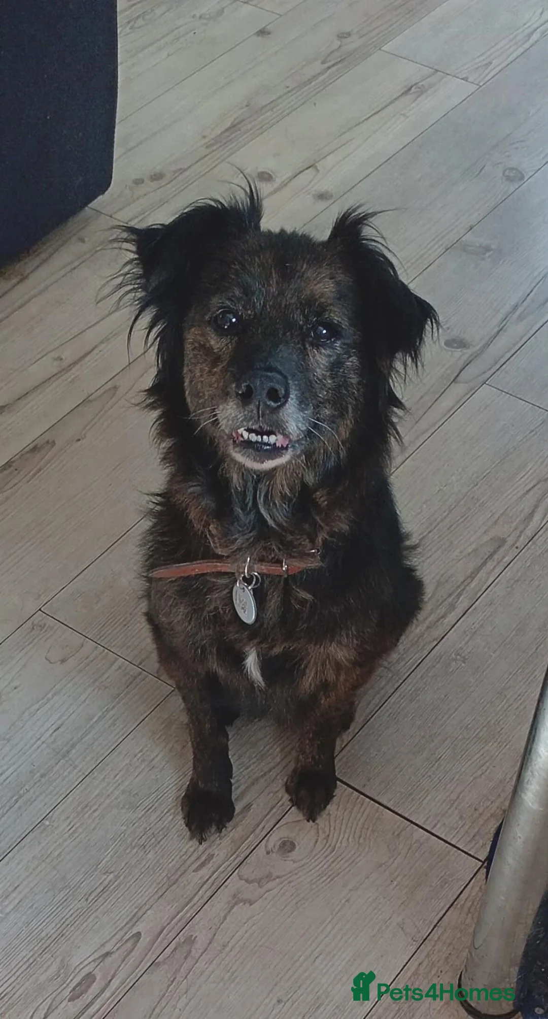 Mixed Breed dogs for adoption: Lilly & Fleabag (Lulu) — Better Homed Together in Lincoln - Advert 11