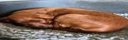 Irish Setter dogs for sale: Quality IRISH SETTER Puppies - Advert 36