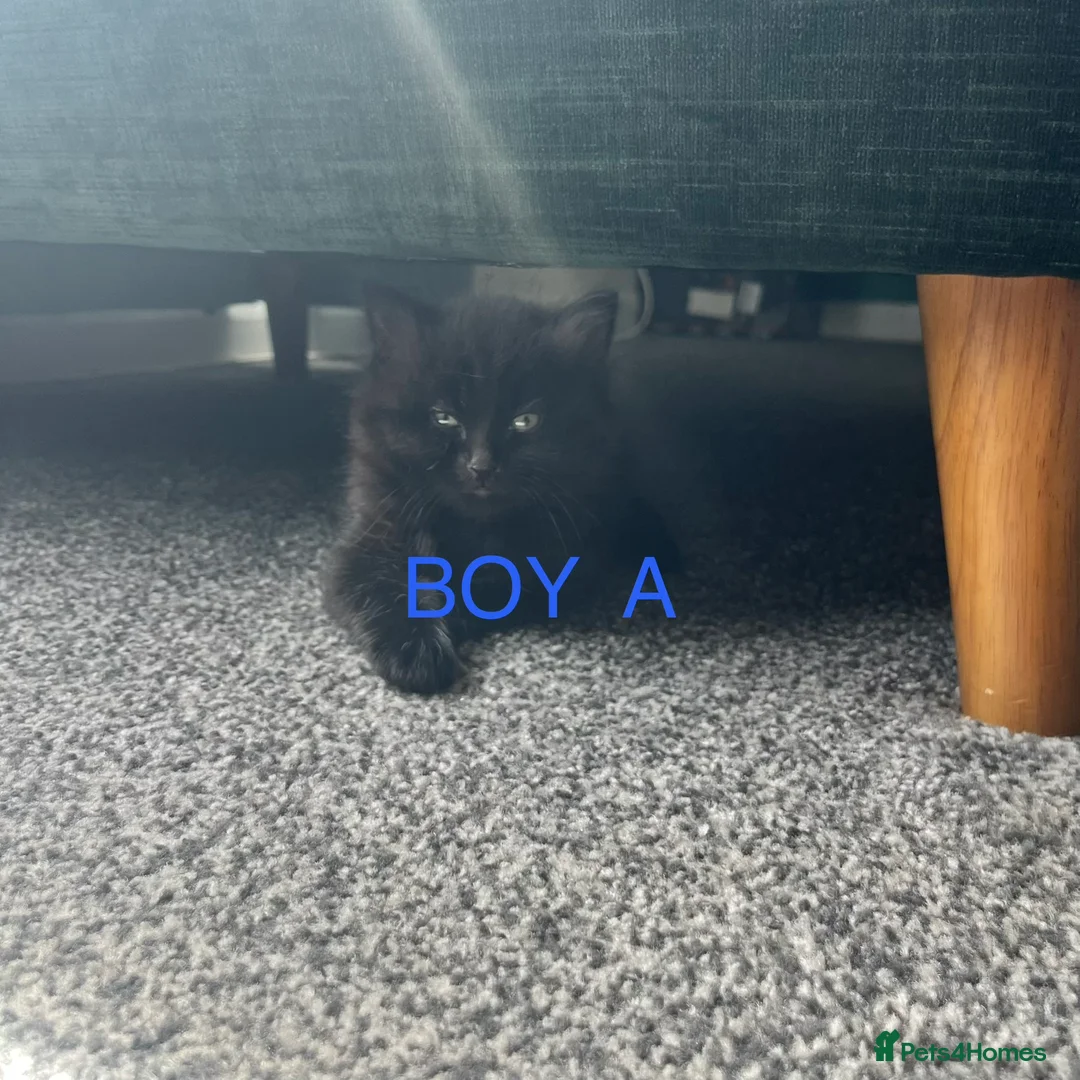 Mixed Breed cats for sale: I have 4 lovely kittens ready for their new homes  - Advert 5