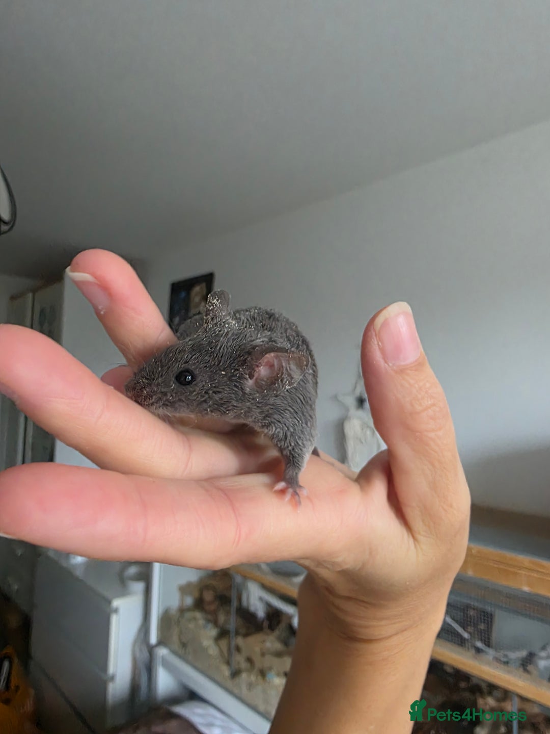 Mouse rodents for sale: 2 boys available  - Advert 8