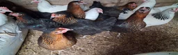 Chickens poultry for sale: Copper Nero hens - Advert 2