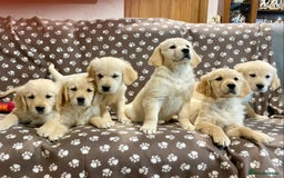 Golden Retriever dogs for sale: Golden Retriever Puppies Looking for Loving Homes! - Image 7