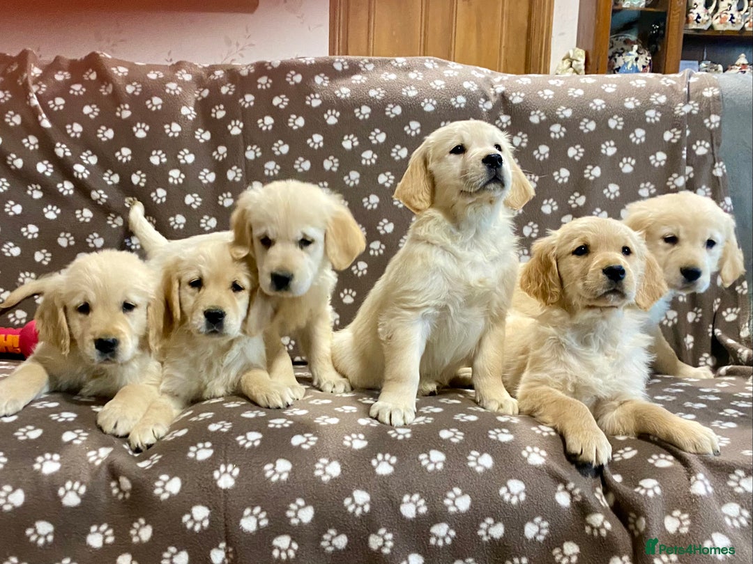 Golden Retriever dogs for sale: Golden Retriever Puppies Looking for Loving Homes! - Image 7