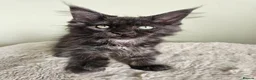 Maine Coon cats for sale: Beautiful Maine Coon kittens  - Advert 3